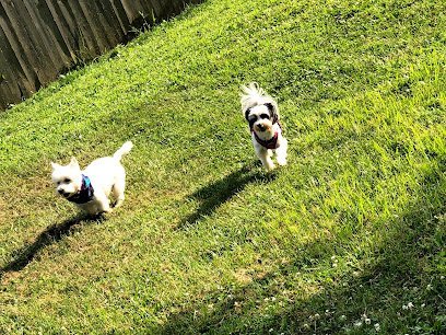 Dog day care in Indianapolis Indiana Indys Dogs 1