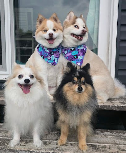 Dog day care in Isanti Minnesota Paw sitive Pet Care 1