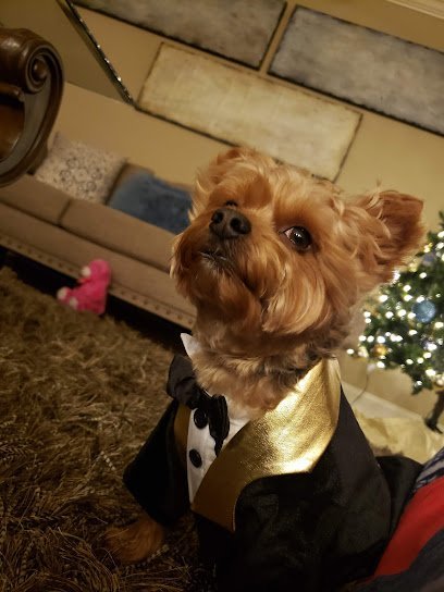 Dog day care in Jackson Tennessee Antonia s Paw Spa Retreat 1