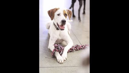 Dog day care in Jacksonville North Carolina Pawadise Your Pet s Paradise 1