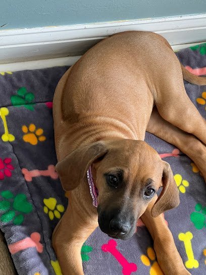 Dog day care in Jamaica Plain Massachusetts Pondside Dog Daycare Training Formerly Pondside Pet Care 1 1