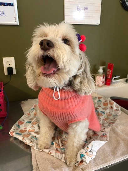 Dog day care in Jasper Indiana Cassie Lassie s Inc s Happy Paws Pals Village 1