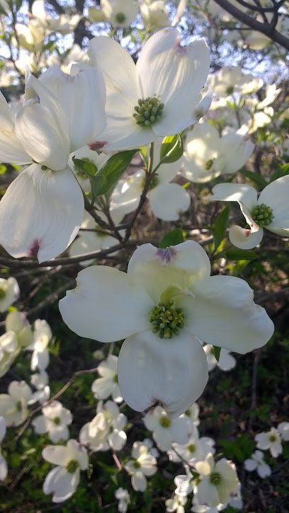 Dog day care in Jasper Indiana Downtown Dog 1
