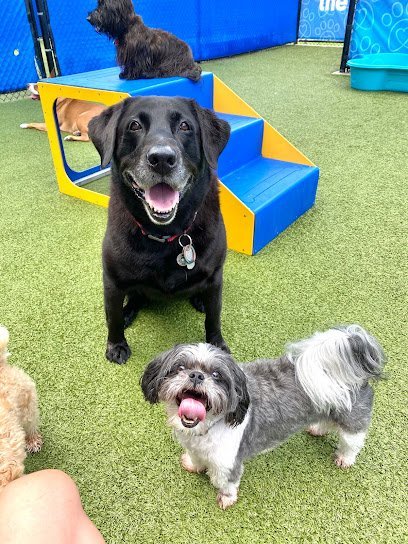 Dog day care in Jefferson Louisiana Pawlins 1