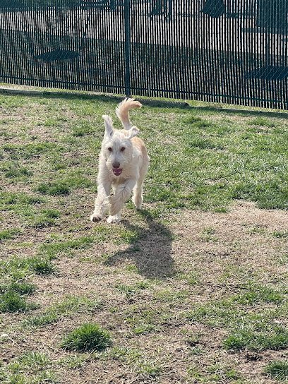 Dog day care in Jeffersonville Indiana All FUR Fun 1