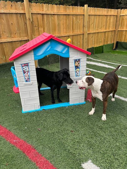 Dog day care in Jeffersonville New York Happy Tails Dog Daycare 1