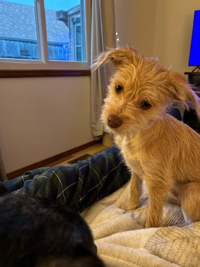 Dog day care in Jerome Idaho The Spaw 1