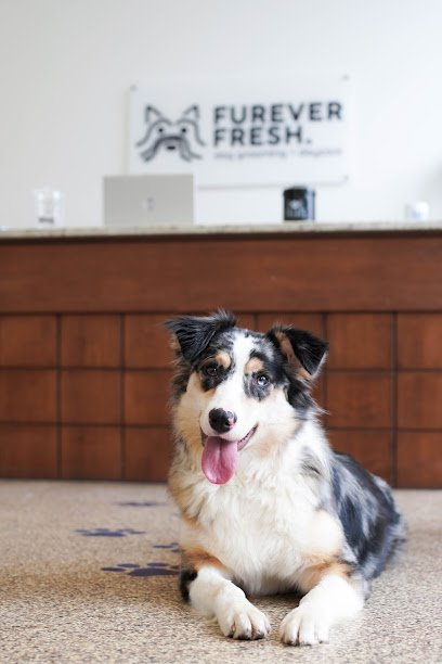 Dog day care in Jersey City New Jersey Furever Fresh Dog Grooming Day Care 1