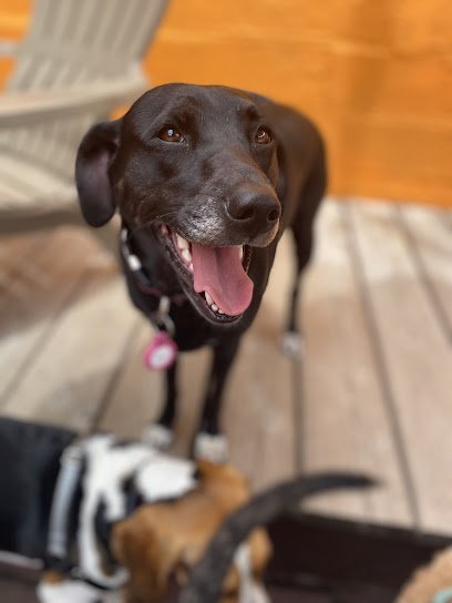 Dog day care in Jersey City New Jersey Paul the dog walker 1