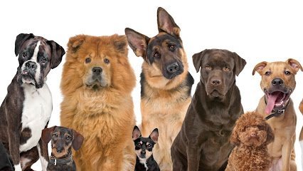 Dog day care in Jessup Maryland Premier Dog Training 1