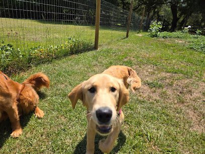 Dog day care in Jesup Georgia Critter Sitters