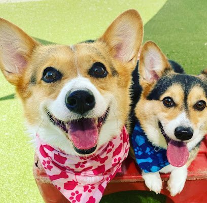 Dog day care in Johns Creek Georgia Puppy Haven Johns Creek