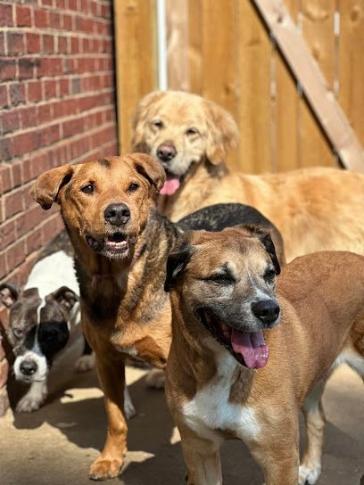 Dog day care in Johns Creek Georgia Unleashed
