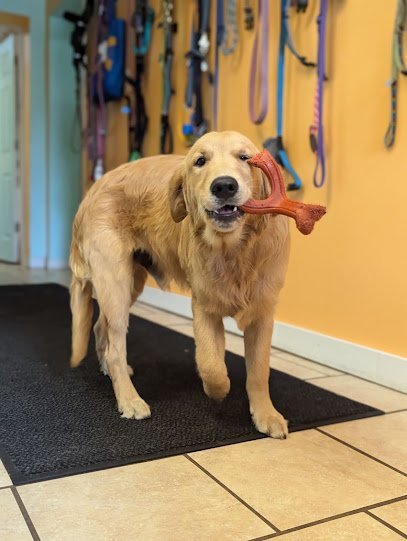 Dog day care in Johnson City New York The K 9 District 1
