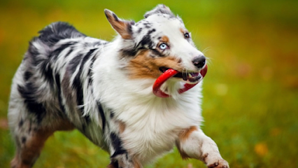 Dog day care in Johnson City Tennessee Country Club Kennels 1