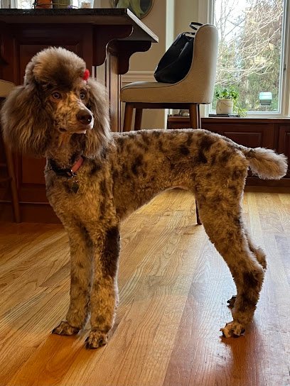 Dog day care in Johnson City Tennessee Grooming Tails Pet Spa 1