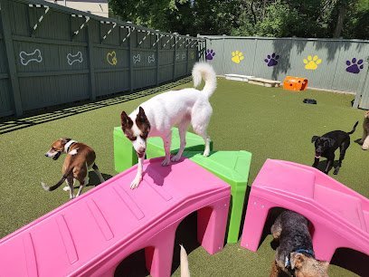 Dog day care in Joppatowne Maryland Best Friends Fur Ever 1