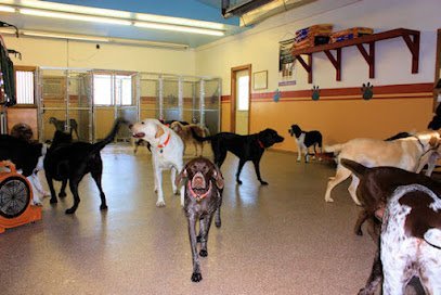 Dog day care in Jordan Minnesota Dog Pad Inc 1