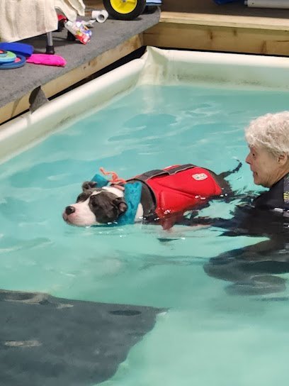Dog day care in Kalamazoo Michigan The Dog Dive LLC 1