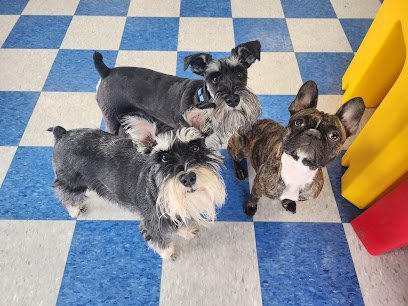 Dog day care in Kalispell Montana The Dog Club 1 1