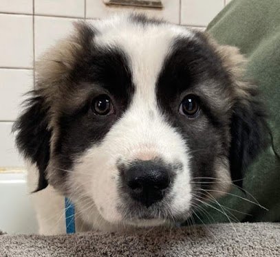 Dog day care in Kansas City Kansas Ani Pals Pet Resort 1