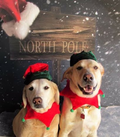 Dog day care in Kansas City Missouri Dog s World Of Fun 1 1