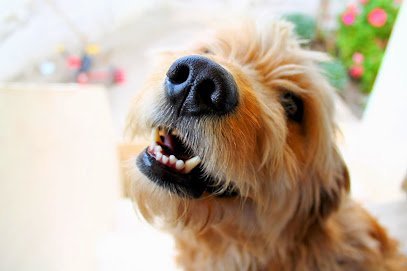 Dog day care in Kansas City Missouri Kate s Canine Resort 1 1