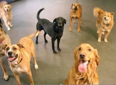 Dog day care in Kansas City Missouri Paw Paws Dog Care 1 1