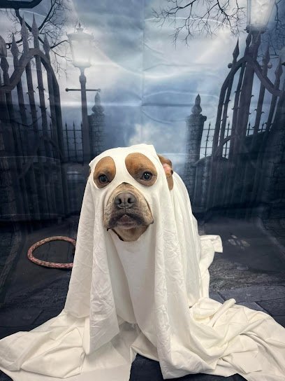 Dog day care in Kansas City Missouri Pete Mac s Pet Resorts 1