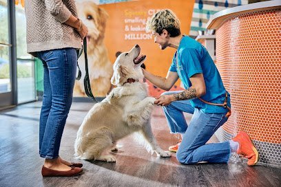 Dog day care in Katy Texas Dogtopia of Katy 1