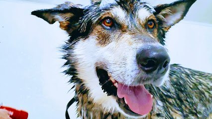 Dog day care in Kawkawlin Michigan Rainbow Boarding Kennels 1