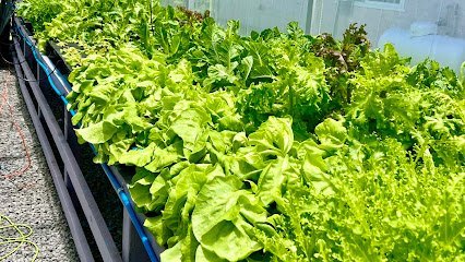 Dog day care in Keaau Hawaii LoveBug Farm 1