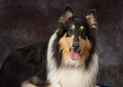 Dog day care in Kearney Missouri Midas Touch Dog Obedience School 1