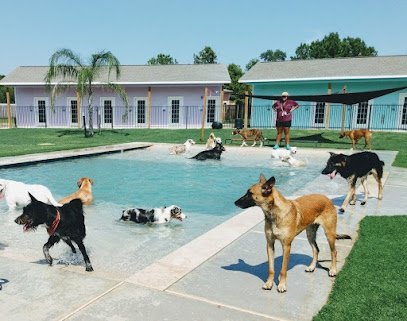 Dog day care in Kemah Texas Playful Pawz A Canine Pet Resort 1