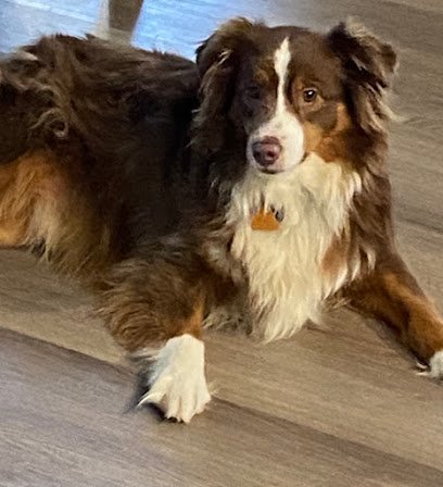 Dog day care in Kempner Texas Bed and Biscuit Dog Boarding 1