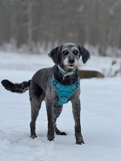 Dog day care in Kendall New York Luxury Acres Pet Resort 1