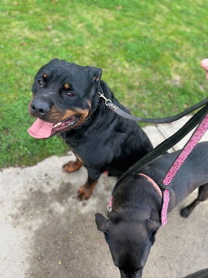 Dog day care in Kenilworth New Jersey Doggie Dharma 1