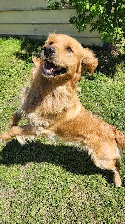 Dog day care in Kennesaw Georgia Kennesaw Pet Center