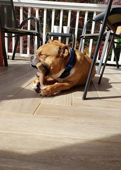 Dog day care in Kernersville North Carolina Bark Lodge 1