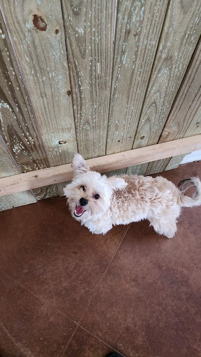 Dog day care in Killeen Texas A Pup s Life LLC 1