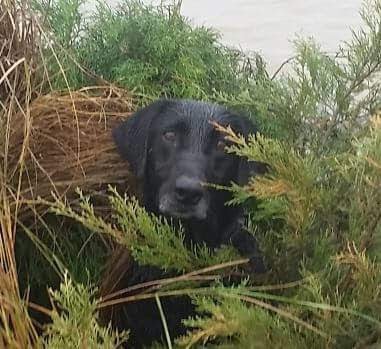 Dog day care in Kinder Louisiana Briarmarsh kennels 1