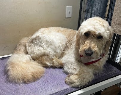 Dog day care in Kingsport Tennessee Happy Paws Hotel and Grooming Salon 1