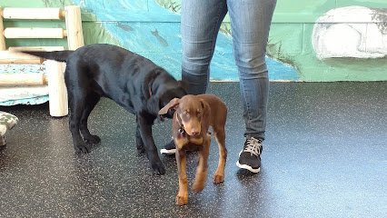 Dog day care in Kingston New York Camp Belly Rub 1