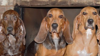 Dog day care in Kingston Tennessee Fino Hounds USA 1