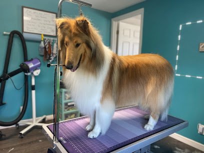 Dog day care in Kirksville Missouri WagMore LLC 1 1