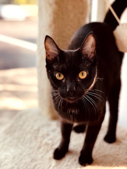 Dog day care in Knoxville Tennessee All Kreatures Pet Care 1