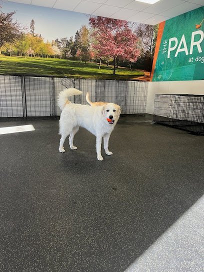 Dog day care in Knoxville Tennessee Dogtopia of Bearden Knoxville 1