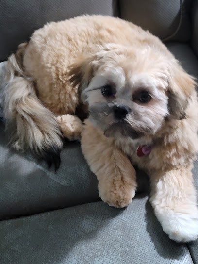 Dog day care in Knoxville Tennessee Embassy Veterinary Center Emory 1