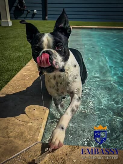 Dog day care in Knoxville Tennessee Embassy Veterinary Center Westland 1