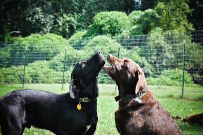Dog day care in Knoxville Tennessee Happy Yap 1
